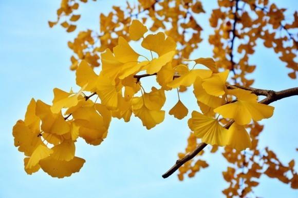 Ginkgo puu ginkgo jättää kauniita luontokuvia