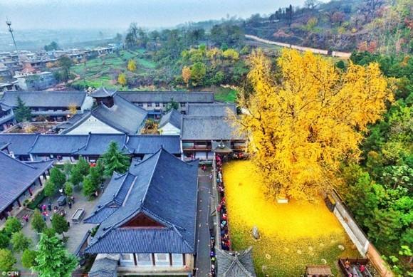 Ginkgo puu buddhalainen temppeli kultainen ginkgo lehtiä