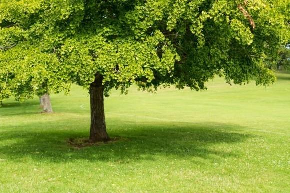 Ginko Biloba Tree Ginkgo Tree Merkitys ja sovellus