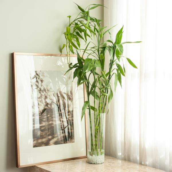 Onnekas bambu Feng Shui huonekasvi Dracena sanderiana