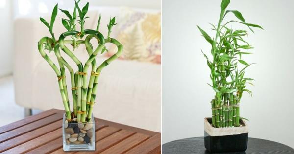 Onnekas bambusta Feng Shui huonekasvien hoito vinkkejä