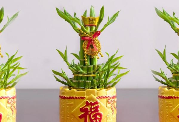 Lucky Bamboo Feng Shui huonekasvi Kiinalainen kulttuuri Merkitys