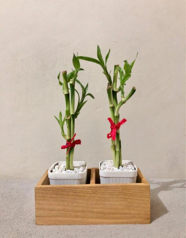Onnekas bambusta valmistettu Feng Shui -kasvi