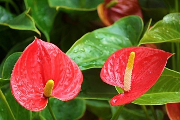 Lucky hurmaa kasvit anthurium kaunis kirkkaan punainen kukka miehen onnea