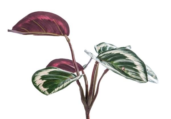 Onnekkaat viehätyskasvit Calathea Korbmarante tuo onnea ja rakkautta
