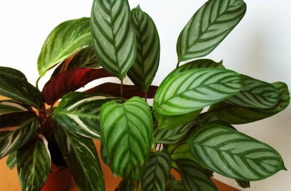 Onnekas viehätyskasvit Calathea Korbmarante helppohoitoinen huonekasvi