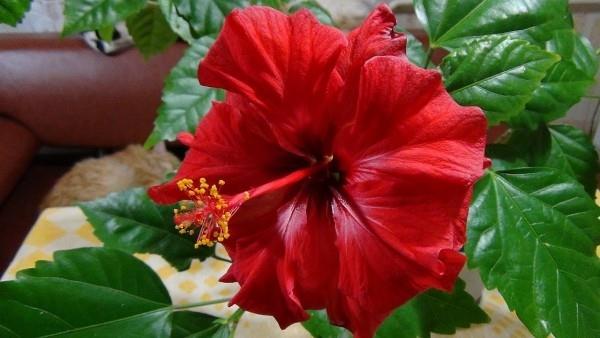 Lucky charm kasvit hibiscus kaunis punainen kukka rakkauden symboli