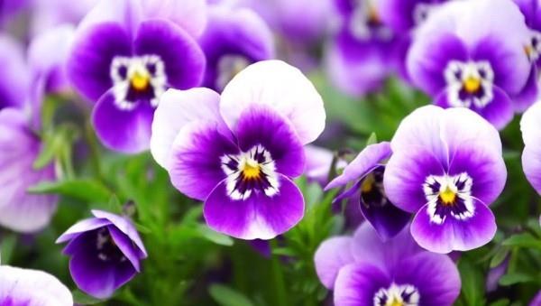 Onnekas viehätys kasvit violetit kauniita kukkia ei perheen riitaa