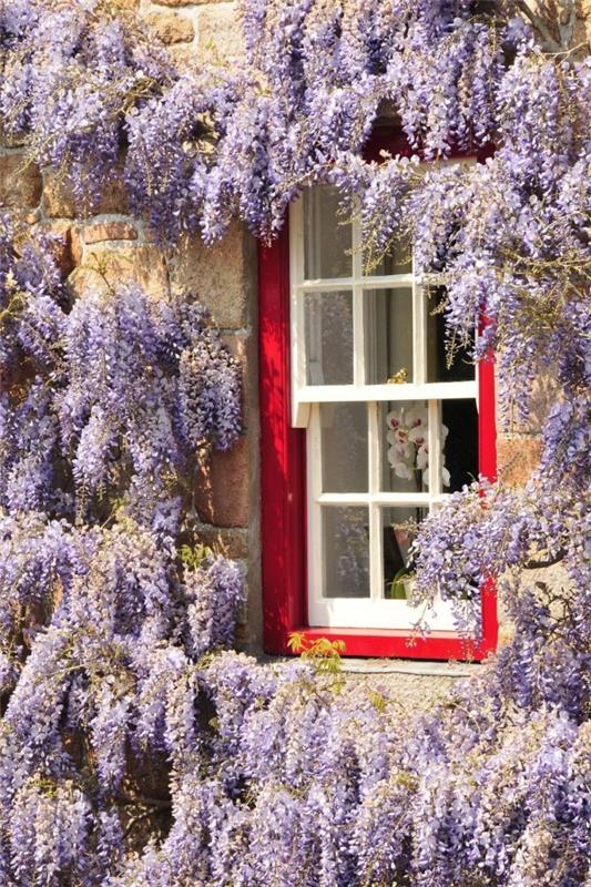 Wisteria wisteria suuret kukkaklusterit herkkä violetti