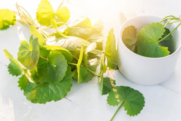 Gotu Kola Aasian pennywort parantava voima luonnon lääkekasvista