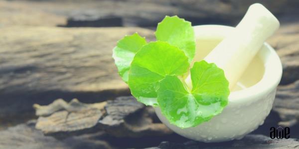 Gotu Kola Aasian tiikeri ruoho luonnon ihme lääke parantaa ja elvyttää kehoa