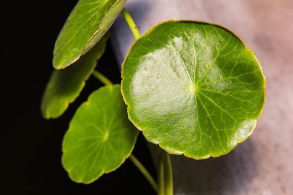 Gotu Kola Aasian tiikerihevonen tekee ihmeitä tehokkaasta lääkkeestä