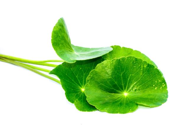 Gotu Kola Aasian tiikeriheinää käytetään laajasti Auyverdassa ja perinteisessä kiinalaisessa lääketieteessä