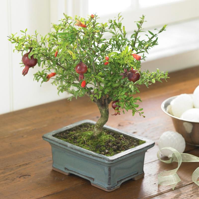 Osta granaattiomena -bonsai ja huolehdi bonsai -lajeista