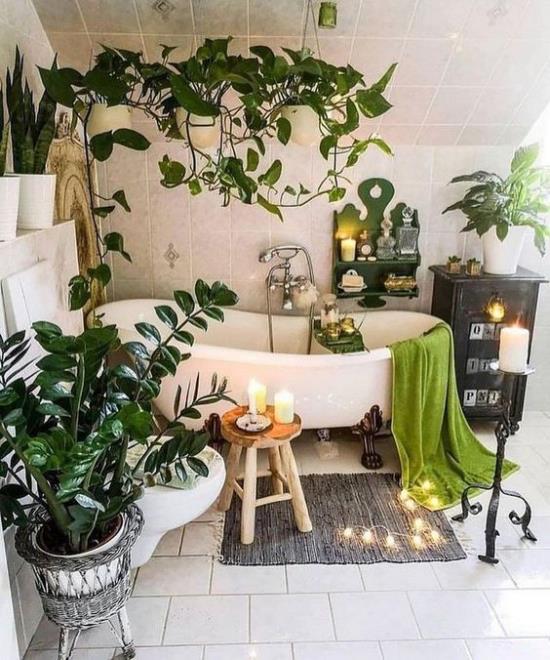 Vihreä kylpyammeessa Zamioculcas tai onnekas sulka nimeltä Efeutute varmistavat tuoreuden