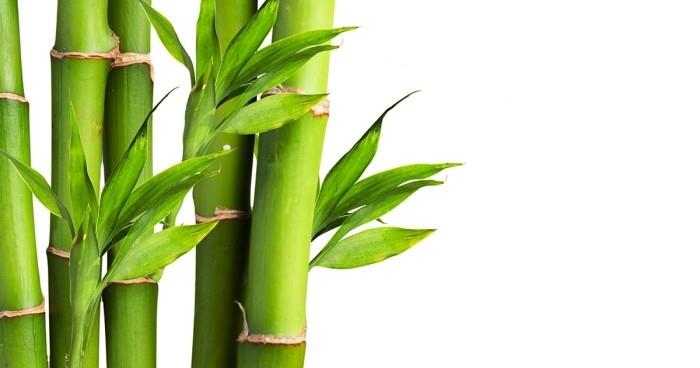 Vihreä onnekas charmi Lucky Bamboo suosittu huonekasvi