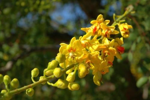 Suuri kasvi keltainen puu lehdet keltainen kylläinen väri