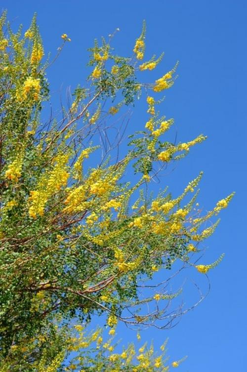 Suuri kasvi keltaisia ​​kukkia taivas art