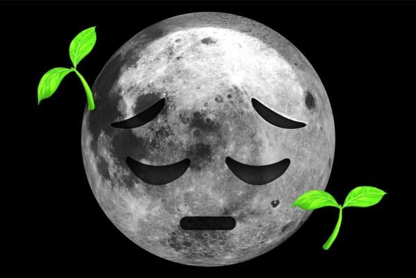 Suuri askel ihmiskunnalle Ensimmäiset kasvit itävät kuun takana onneton kuukasvi