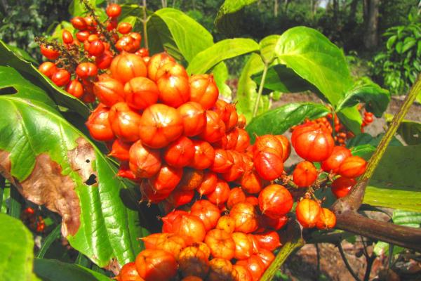 Guarana eksoottisia hedelmiä Brasilian sademetsässä outo siemenystävällinen vaihtoehto kahville