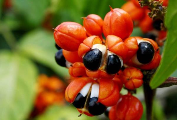 Guarana eksoottisia hedelmiä outoja siemeniä vaihtoehto kahvia piristäviä vaikutuksia sivuvaikutuksia