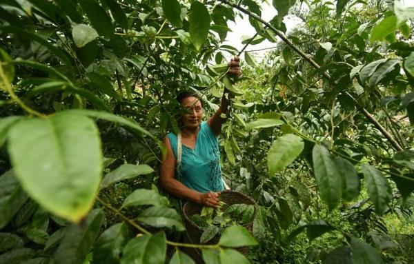 Guayusan teen valmistusvinkkejä Amazonia -sademetsä