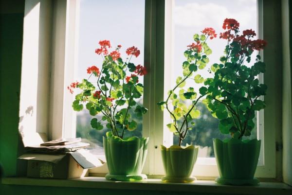 Nuku hyvin ilmaa puhdistavien huonekasvien kanssa! ikkunalaudan kukkia