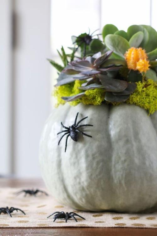 Halloween -koristelu kurpitsan kukkaruukku mehikasveja mustia hämähäkkejä