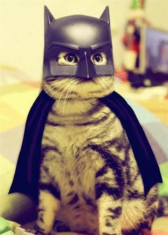 Halloween -puvut lemmikkieläimet batman -kissa