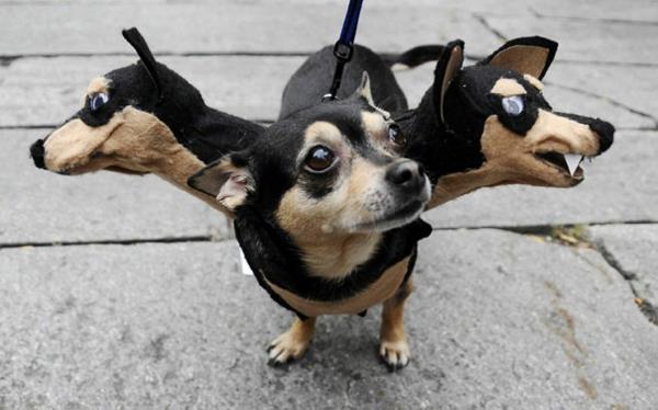 Halloween -asuja lemmikeille kolmipäinen koira