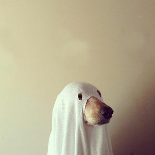 Halloween -puvut lemmikkieläimet aave koira