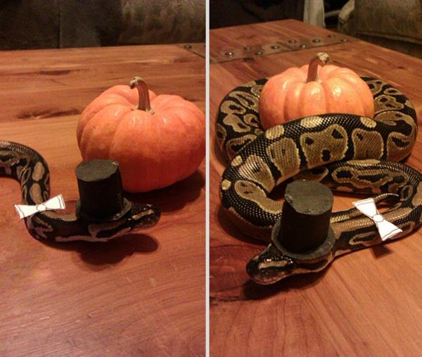 Halloween -puvut lemmikit herra python