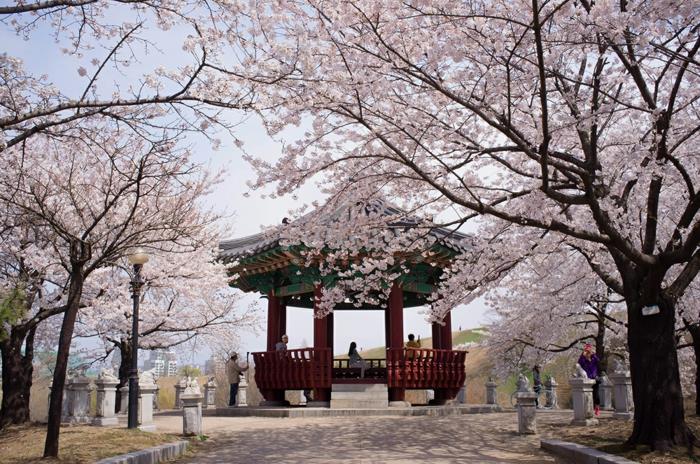 Etelä -Korean pääkaupunki kirsikankukkafestivaali olymppia park