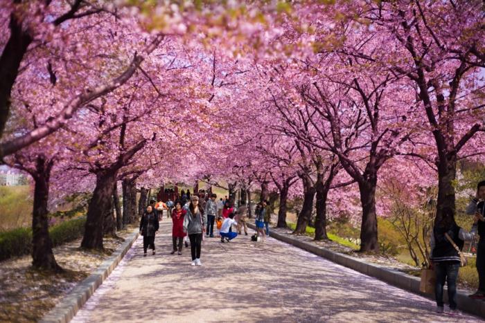 Etelä -Korean pääkaupunki kirsikka kukkii