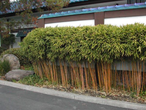 Taloideoita puutarhasuunnittelu bambu -pensasuoja