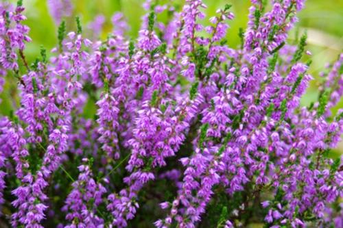 kanerva violetti väri kasvilajit parveke suunnittelu
