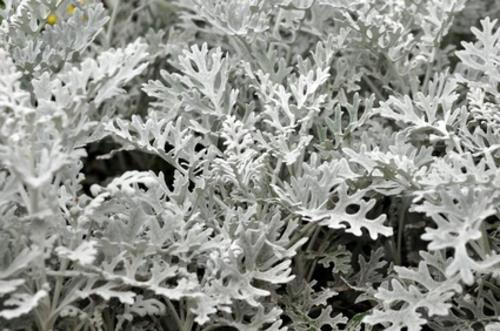 hopealehti hopeiset sävyt kauniit parvekekasvit kylmään vuodenaikaan