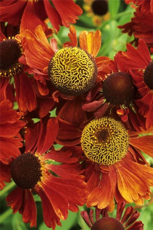 Helenium -hybridi