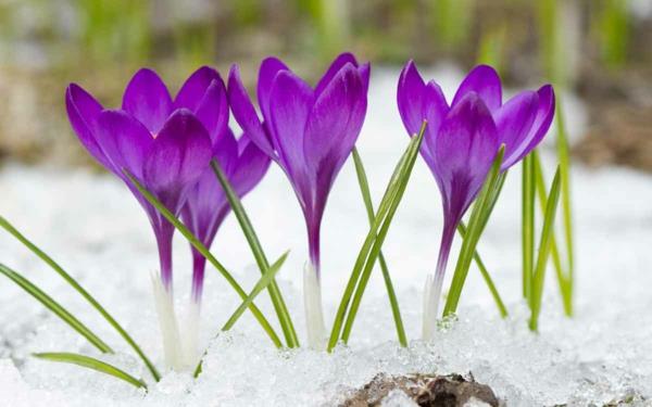 Syksyn krookus violetti lumikestävät kasvit