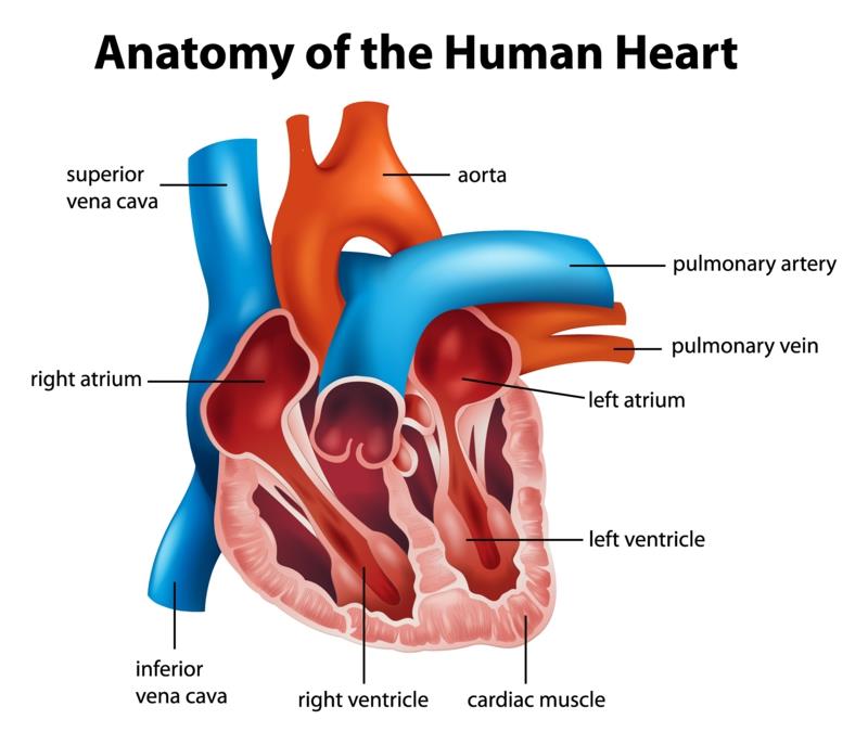Sydänsairaus anatomia sydän terve elämä naiset