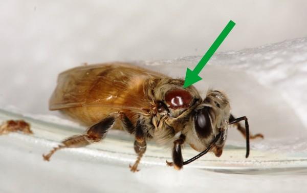BeeLifen Hi-Tech-mehiläispesä CoCoon suojaa mehiläisiä Varroa-punkki-loiselta mehiläisellä
