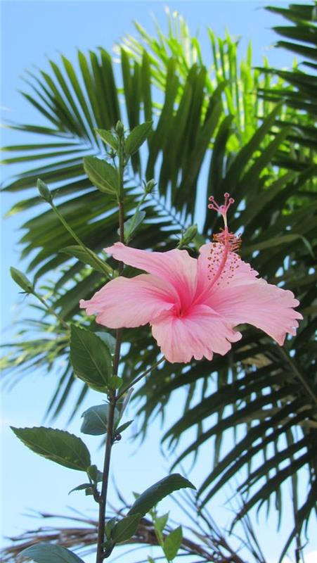 Hibiscus kukka herkkä vaaleanpunainen