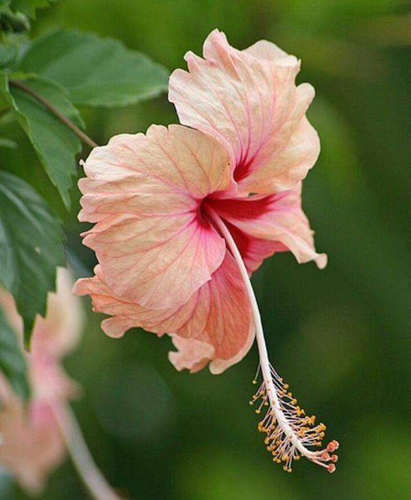 Hibiscus kukka