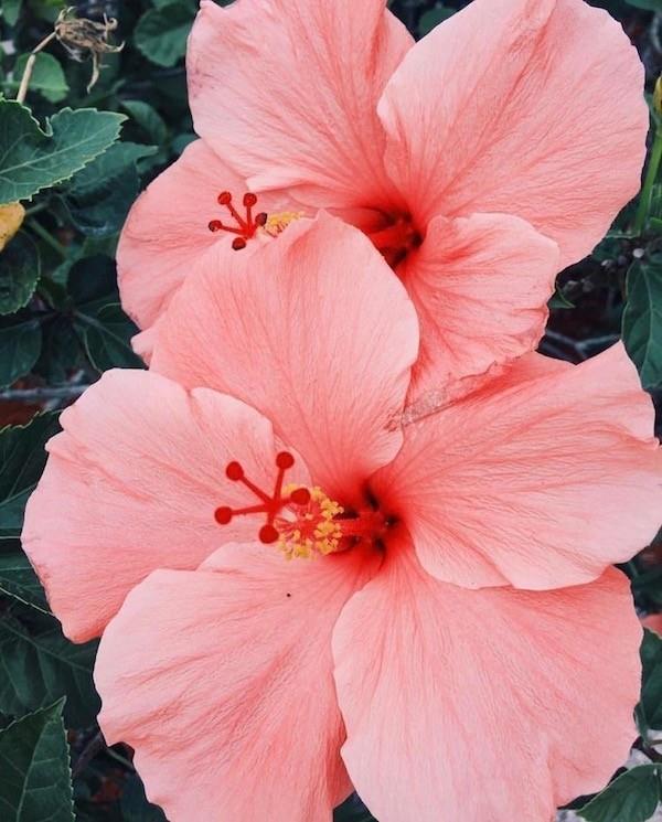 Hibiscus kukkii vaaleanpunaisena