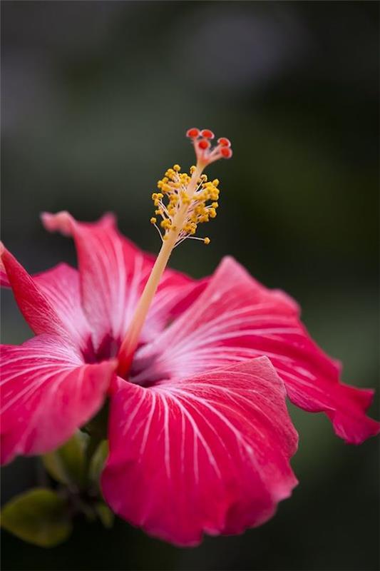 Hibiscus kukkia