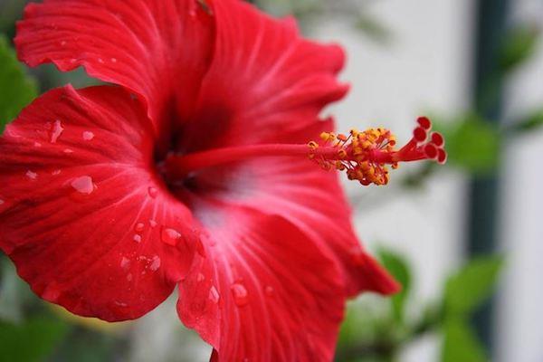 Hibiscus Kiina nousi