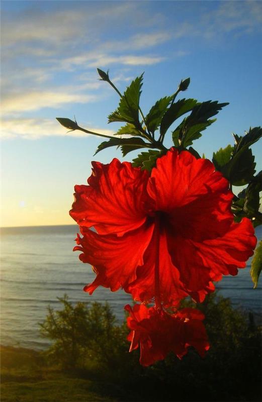 Hibiscus hawkish