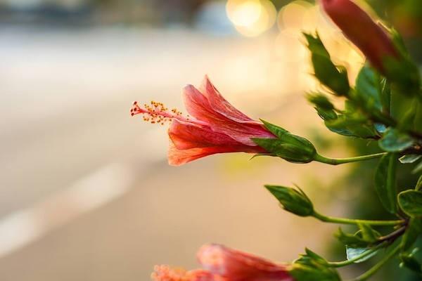 Hibiscus, ideoita