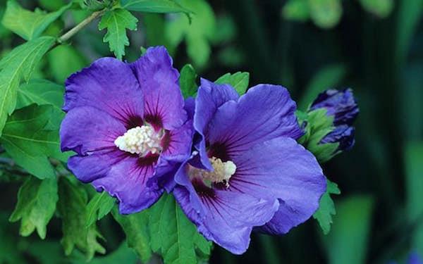 Hibiscus kiinalainen ruusu sininen kukka houkutteleva