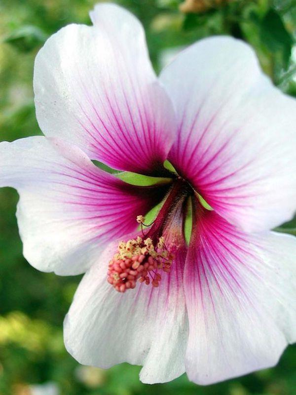 Hibiscus puhdasta kauneutta luonnosta